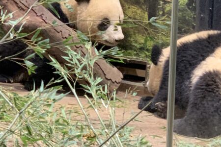 上野動物園🐼