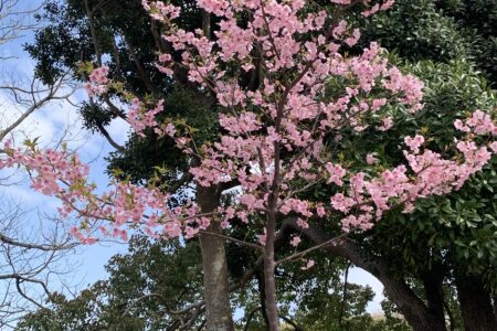 ３月末の桜はまだ早かった