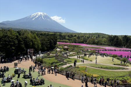 富士芝桜祭り😍
