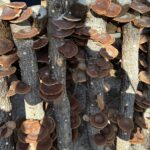 椎茸狩りアンドぼたん鍋アンド釣り