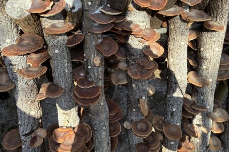 椎茸狩りアンドぼたん鍋アンド釣り