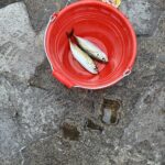 アジ釣りあるよ🎶