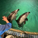 イルカショー🐬