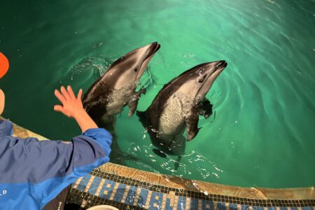 イルカショー🐬