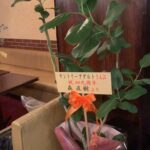 植木✨.•*¨*•.¸⭐️•*¨*•.¸¸⭐️•*¨*•.¸¸✨
